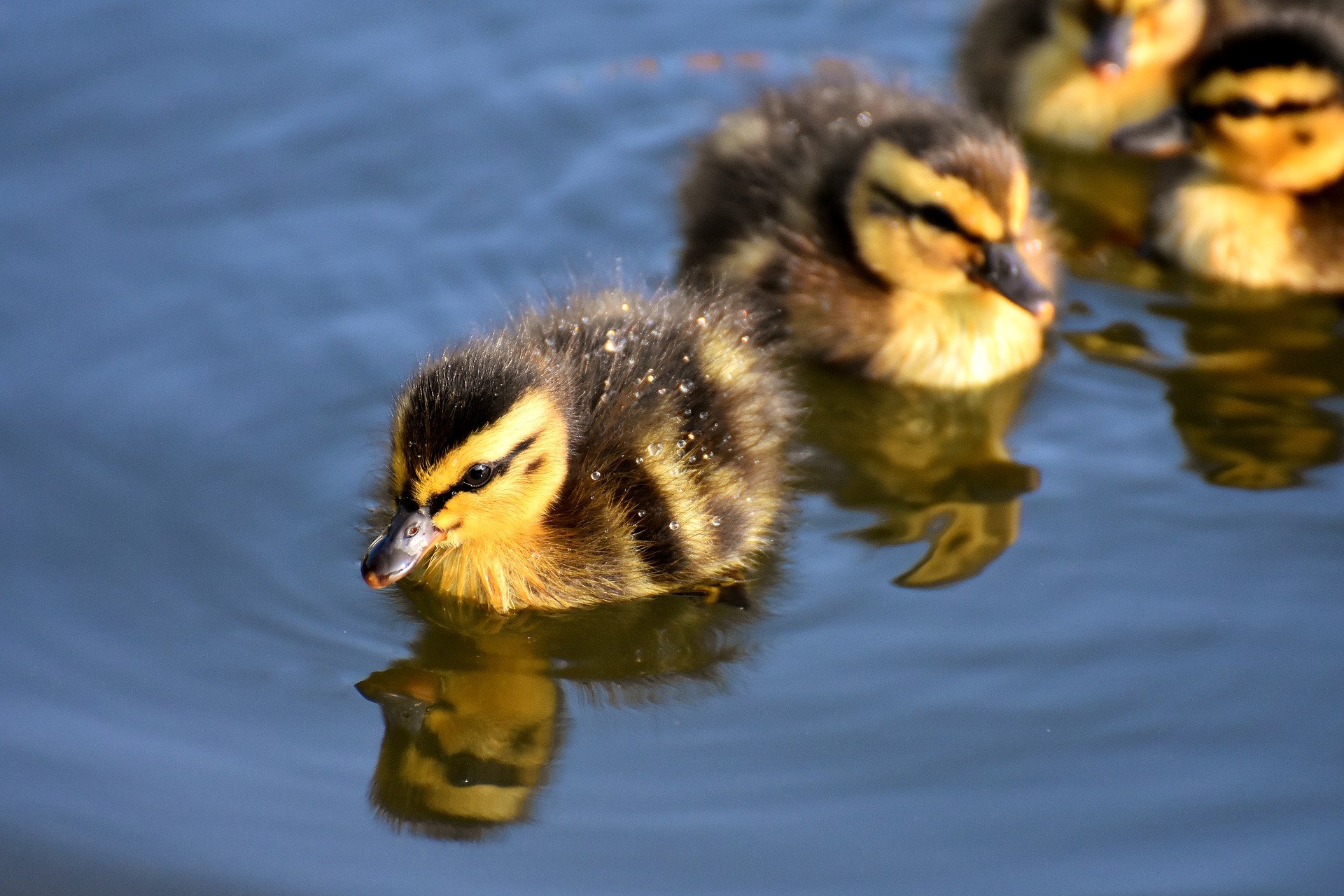 Baby Eendjes Tactus Verslavingszorg